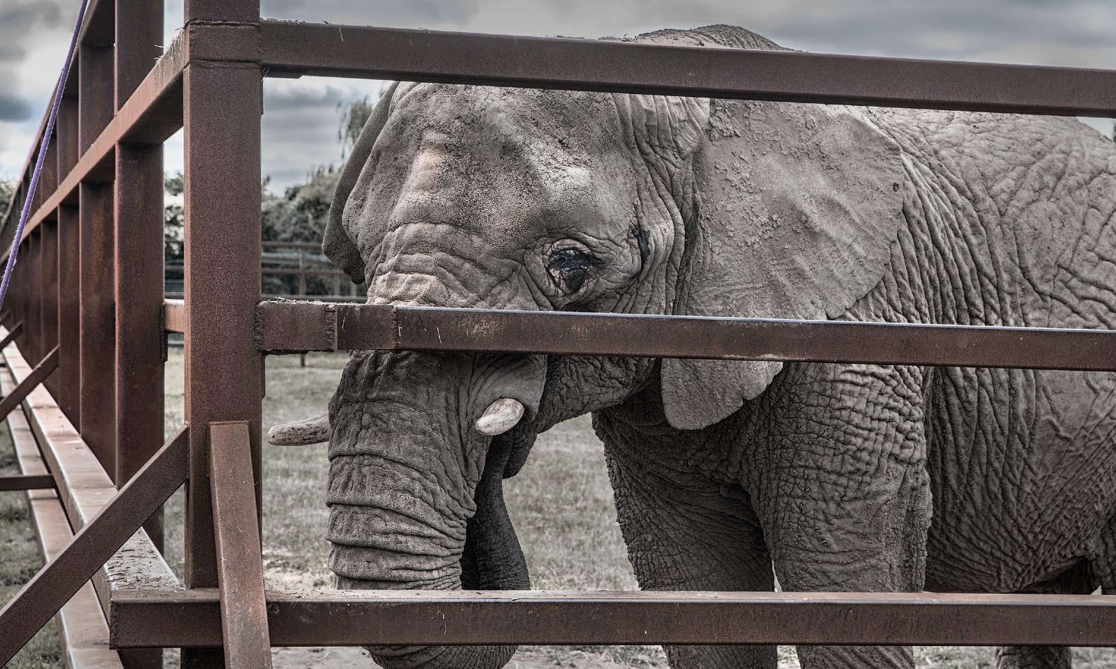 WHY ELEPHANTS DON’T BELONG IN ZOOS